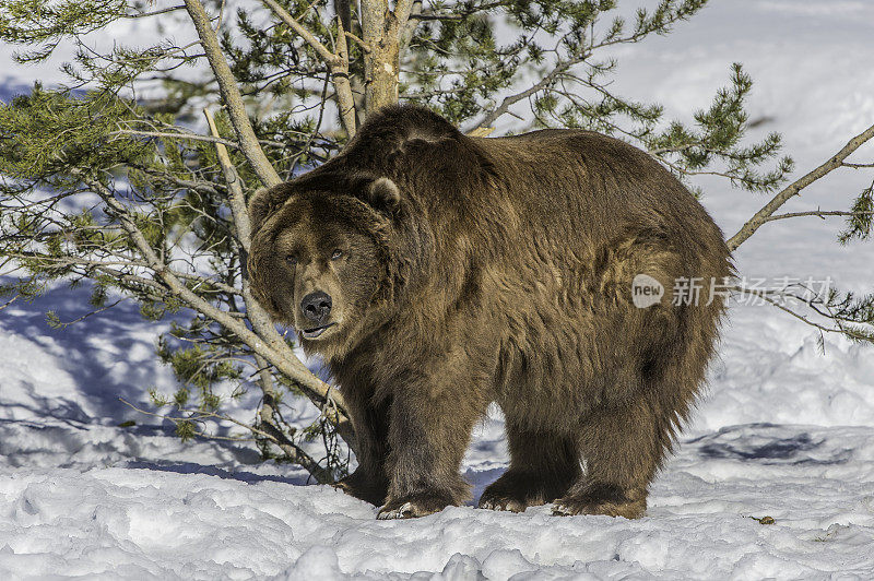 灰熊(Ursus arctos horribilis)，也被称为银头熊，灰熊，或北美棕熊，是棕熊(Ursus arctos)的一个亚种。在冬天的时候。